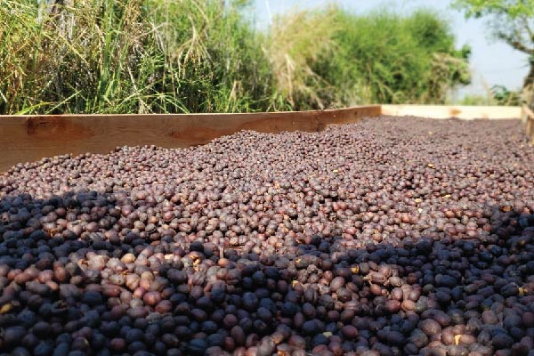 Coffee Drying on Raised Beds