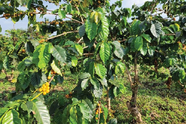 Overview of Craterfields Coffee Farm