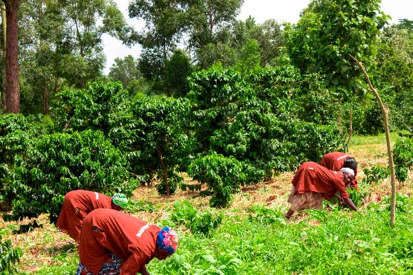 Coffee Processing and Fermentation