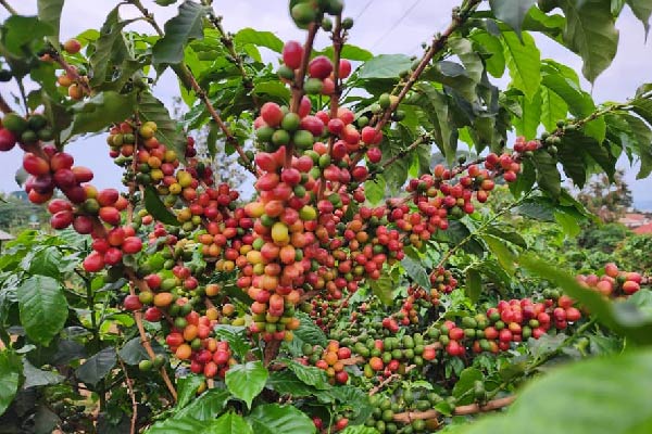 Coffee Cultivation and Hand Harvesting