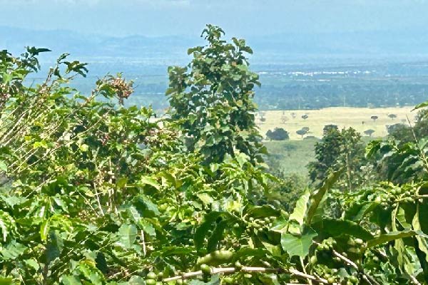 Kyambura Landscape and Coffee Farm