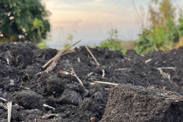 Healthy Organic Soil